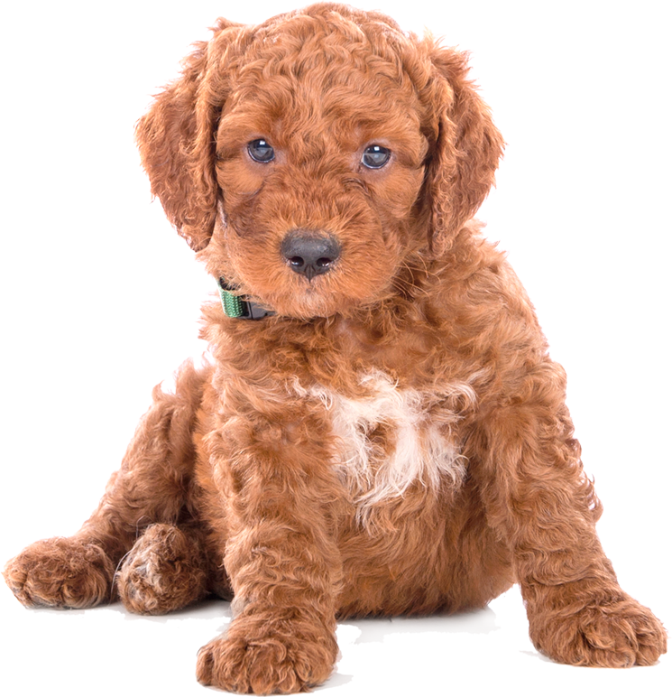 Home Page Blissful Paws