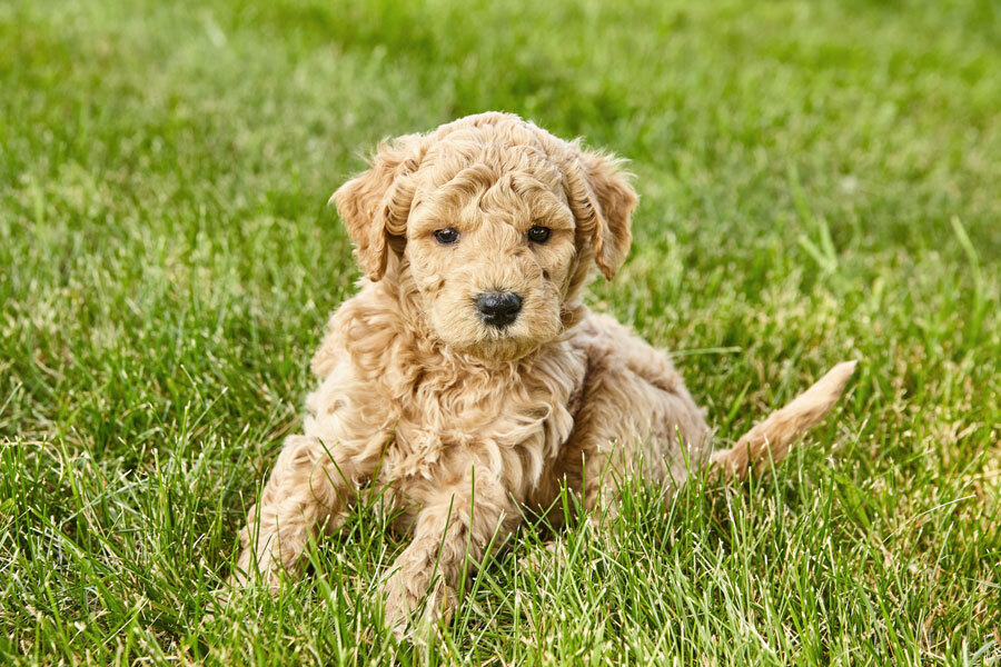 Mini Golden Doodles Blissful Paws