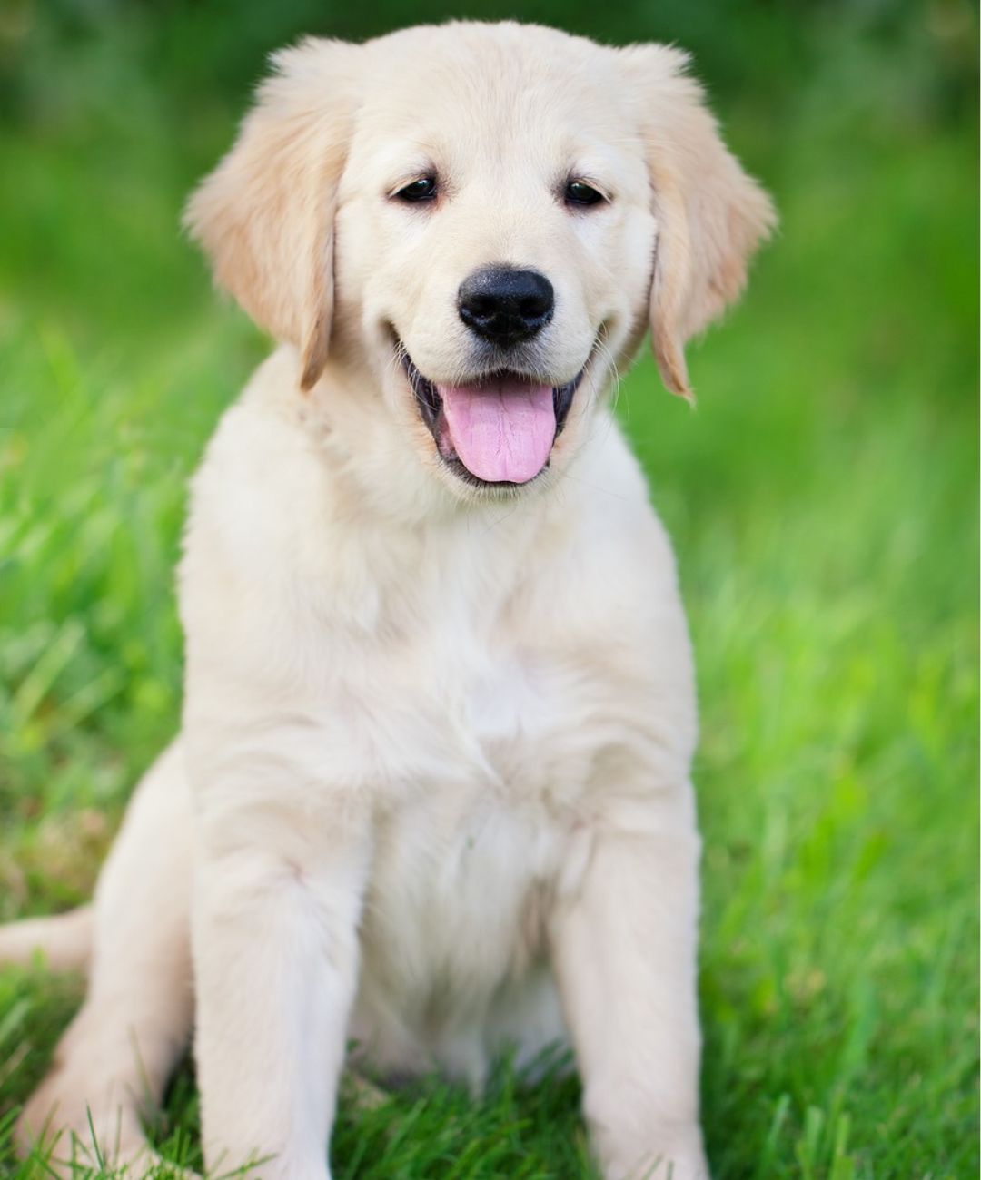 Golden Retriever puppy sits in the grass while smiling in looking into the camera.