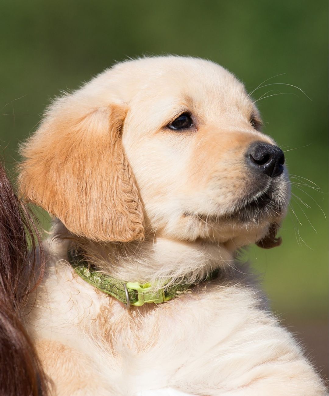 Golden Retriever puppy wearing a lime green collar and staring off camera to the right.