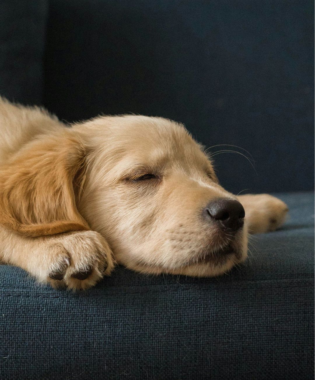 Close up of a Golden Retriever puppy lying on a dark-colored couch.