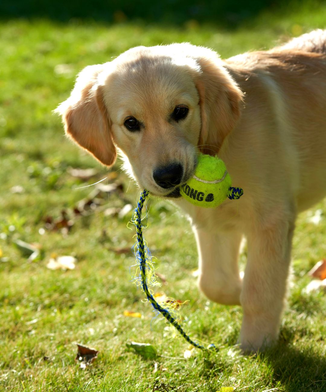 Golden Retriever puppy walking in grass with a Kong tennis ball toy in its mouth.