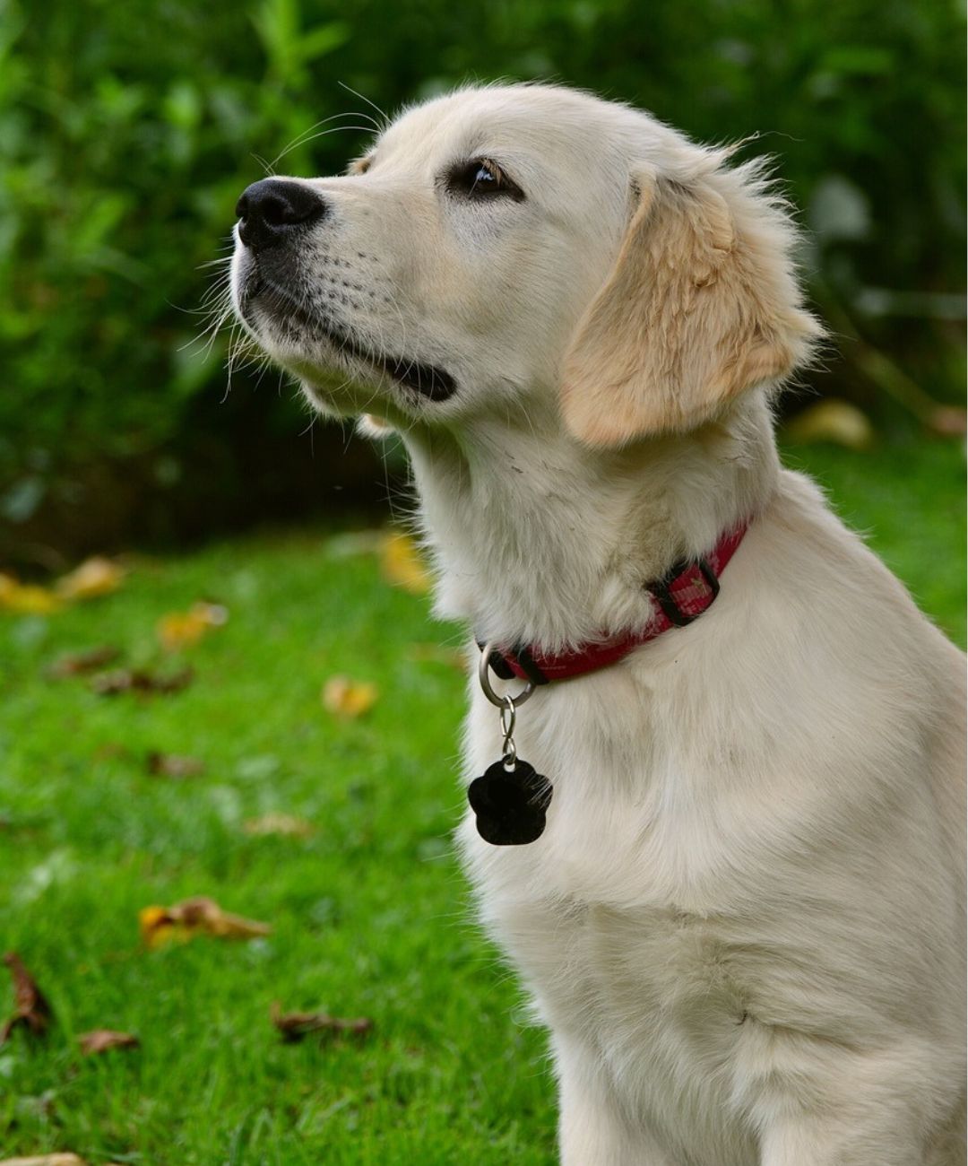 Golden Retriever puppy wearing a red collar with a tag sitting and staring off to the left of the camera.