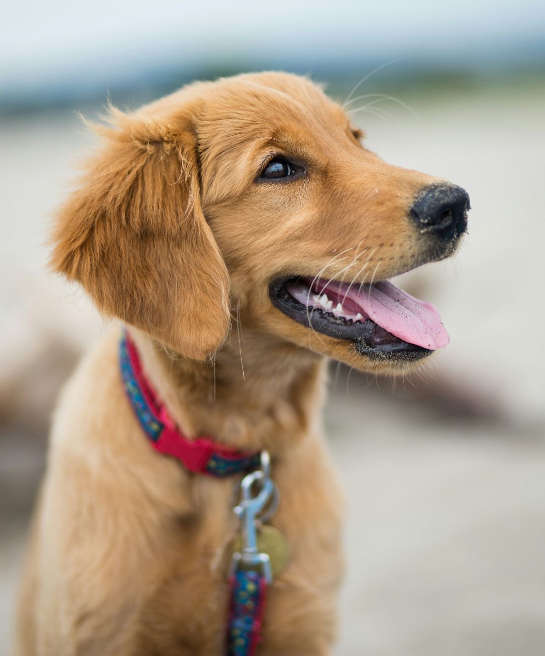 Golden Retriever puppy wearing a red and dark blue collar with a matching leash smiles and looks to the right of the camera.