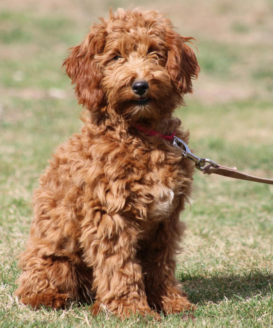 Goldendoodle dog with red tone curly fur sitting in the grass on a leash and looking into the camera.