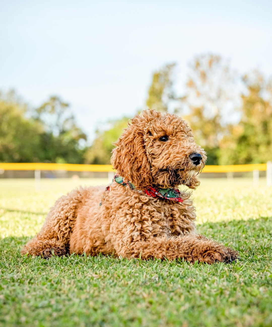 Goldendoodle with chestnut colored fur and a plaid collar lies in the grass and stares to the right of the camera.