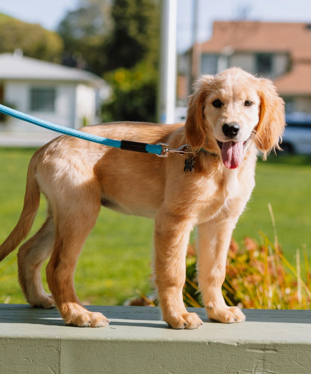 Golden Retriever puppy standing on a bench outside and wearing a light blue leash.