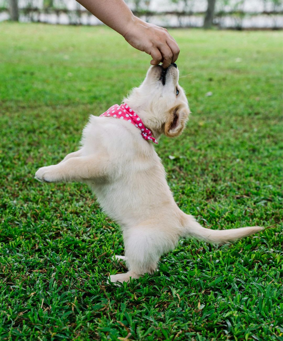 Golden Retriever puppy wearing a pinkish red bandana with white polka dots jumping up to eat a dog treat held by someone off camera.