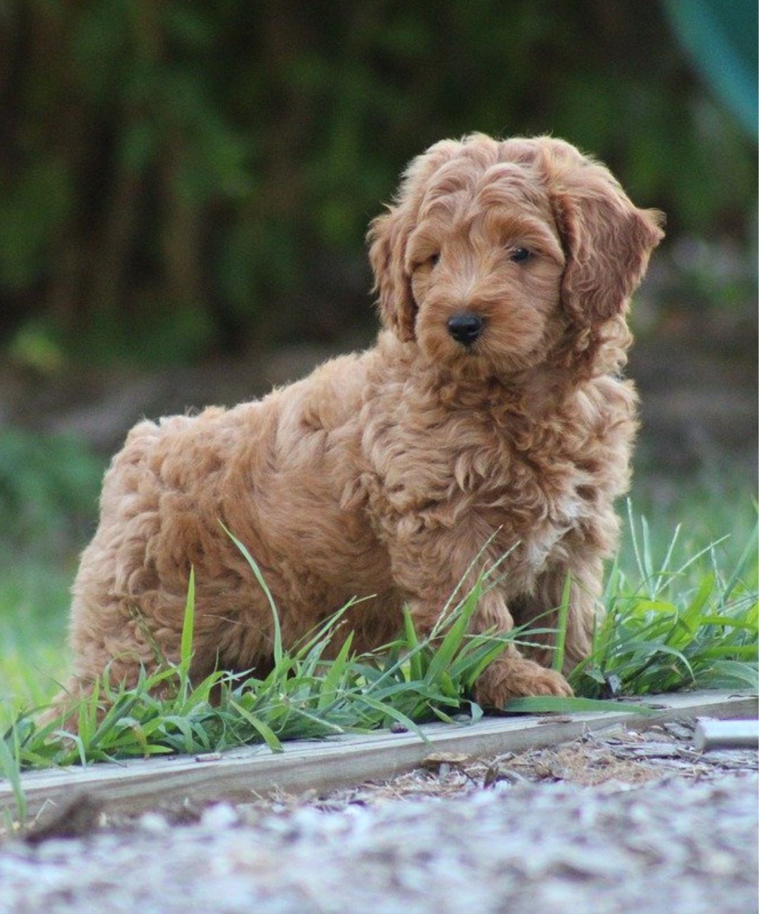 Chestnut colored Goldendoodle puppy standing in grass.