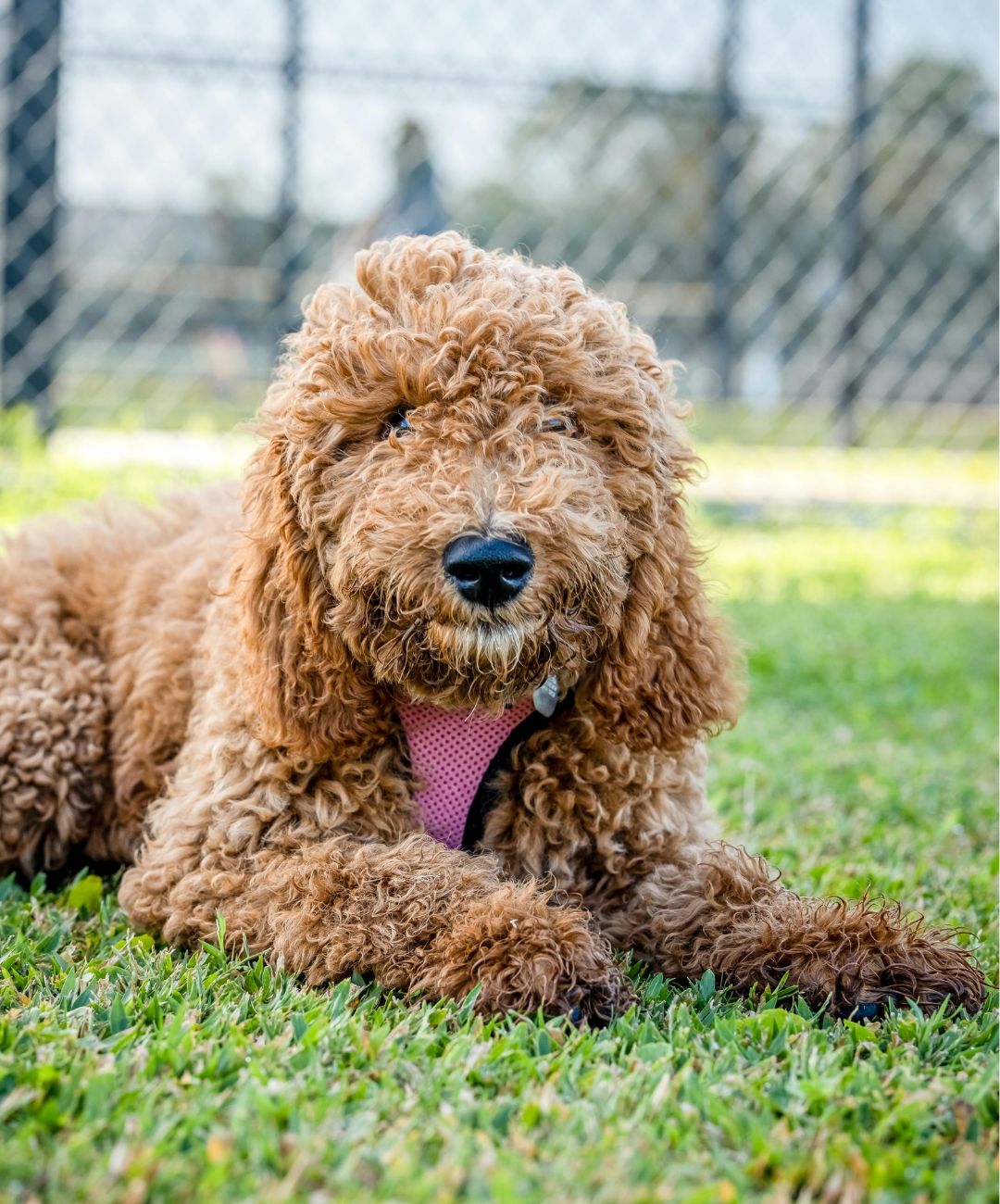 Goldendoodle dog with chestnut fur and a pink harness laying in grass in front of a chain-link fence.