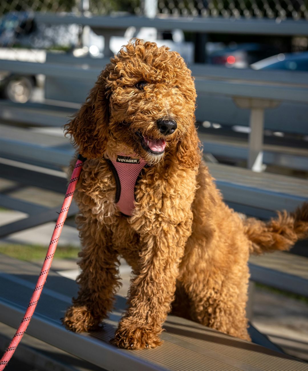 Goldendoodle standing on metal bleachers outside wearing a pink harness and leash.