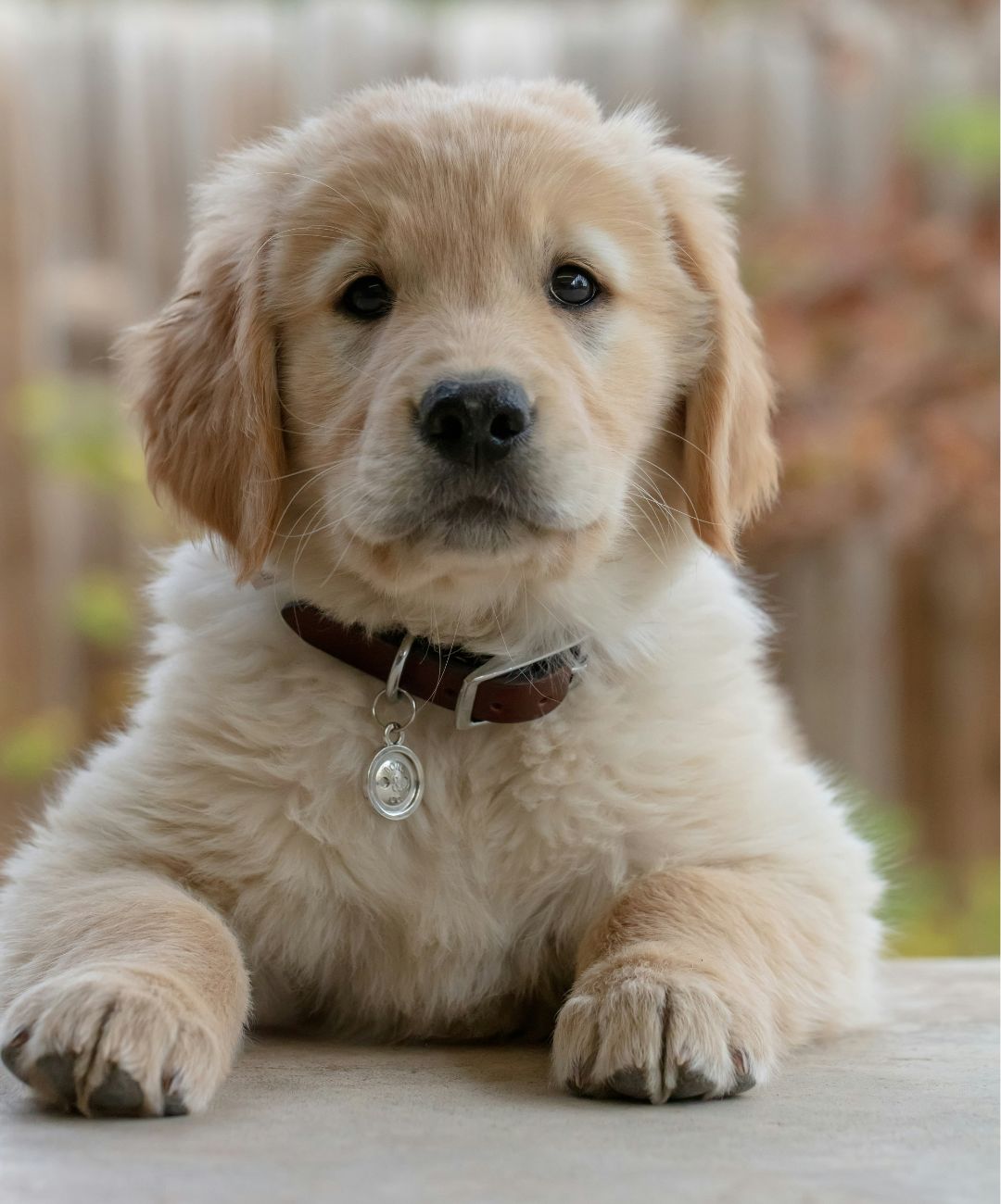 Close up of a Golden Retriever puppy wearing a brown leather collar with a round silver tag.