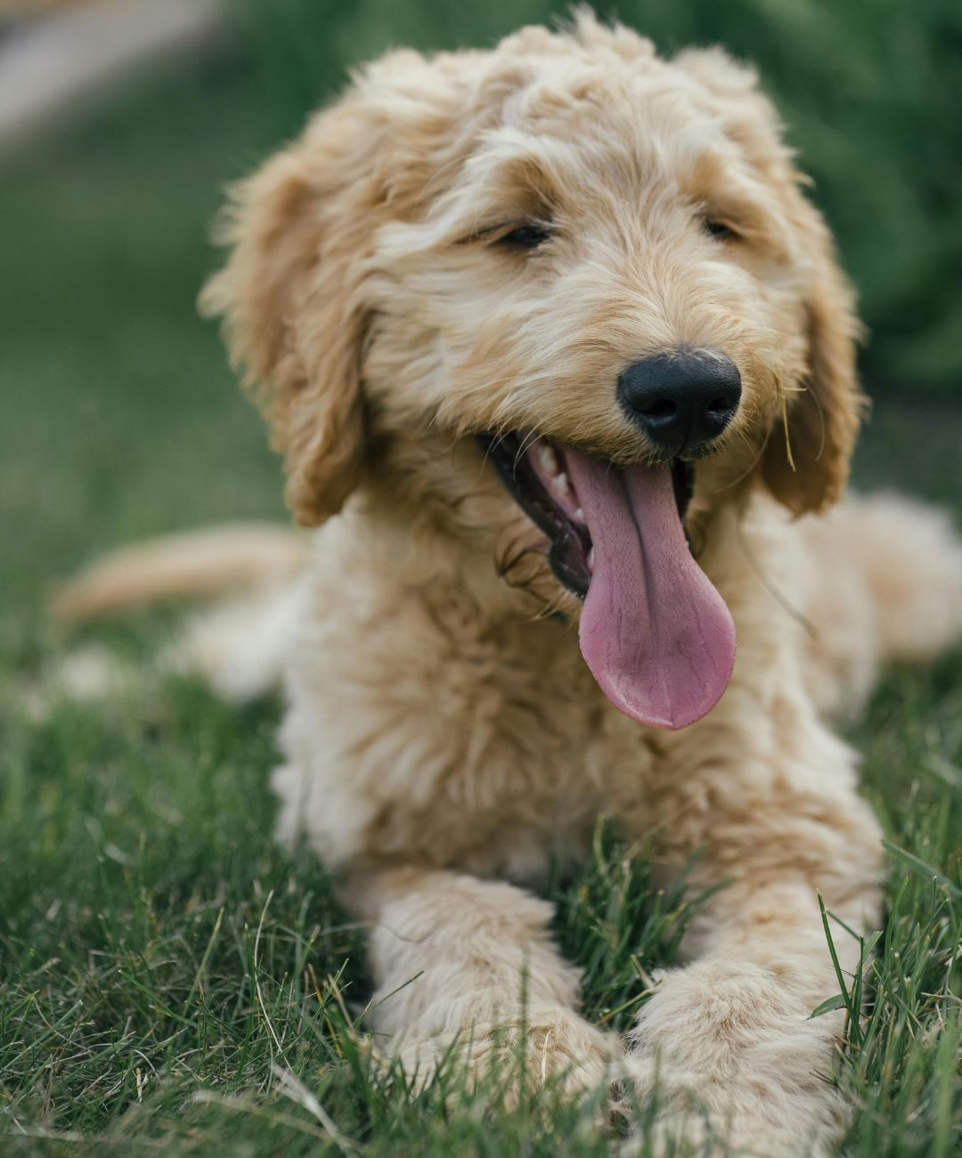 Close up of a Goldendoodle laying in grass with its tongue out and eyes closed.