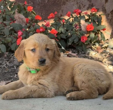 Golden retriever puppy with lime green collar