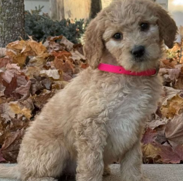 Goldendoodle puppy with bright pink collar