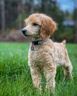 Goldendoodle outside with a black collar and blue tag