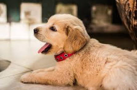 golden retriever puppy with red collar