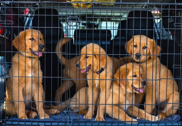 five golden retriever puppies in crate