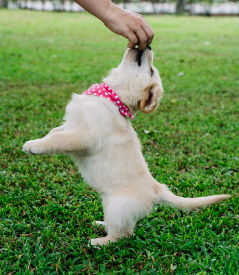 puppy with pink and white polka dot collar getting a treat