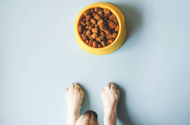 puppy with dog food in a yellow bowl on a blue background