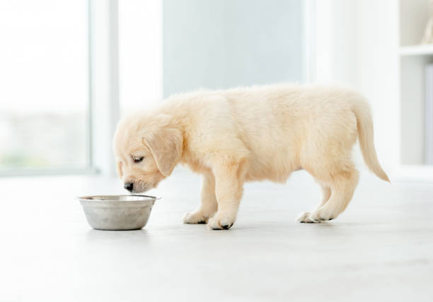 golden retriever puppy eating from metal bowl