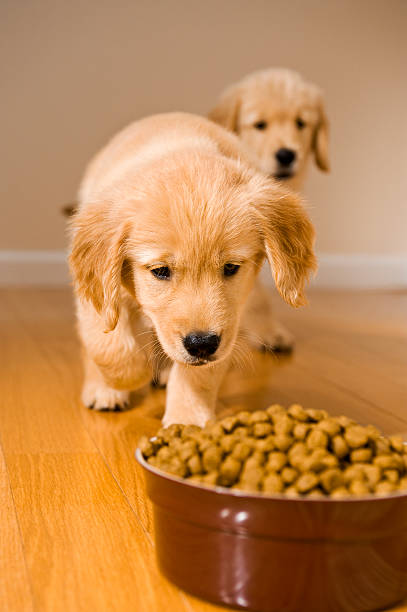 golden retriever puppies going to eat