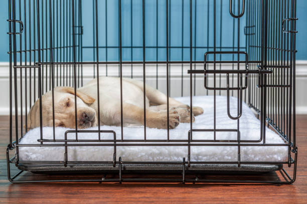 golden retriever puppy in a black wire crate